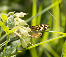 Wall Brown Butterfly (Lasiommata maera)