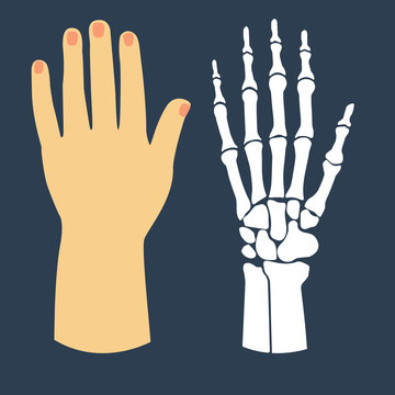 The flat design of the hand and the hand skeleton. Vector