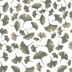 Tinted gingko leaves on white background