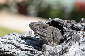 iguana