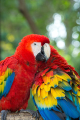 Macaws parrots