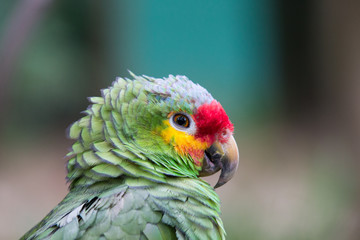 parrot bird
