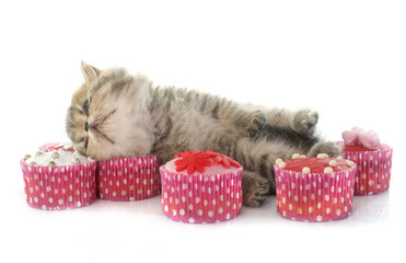 kitten exotic shorthair and cupcakes