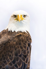American Eagle or Bald Eagle