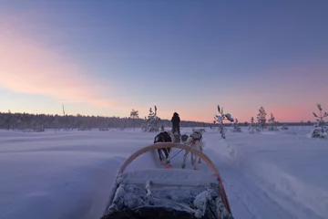 Tuinposter Husky dog sledding ride at sunset in Lapland. First person view, sun setting in snowy winter landscape © hopsalka