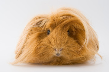 Naklejka premium Guinea pig breed Sheltie..