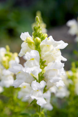 Snapdragon flower