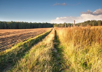 Fototapeta premium Sandy rural road in landscape