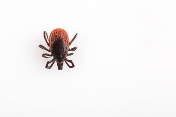 Tick - parasitic arachnid blood