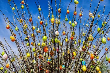 Osterstrauch Weide - easter shrub willow 01