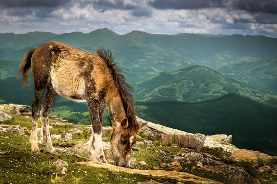 Cheval la Rhune: le pottok