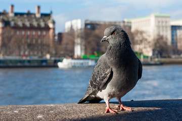 Pigeon in front of river Thames