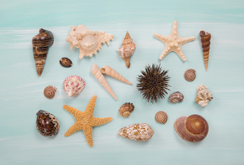 Sammlung von Muscheln und Seesternen: maritime Deko