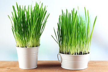 Fresh green grass in small metal buckets,