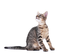 Cute kitten isolated on white