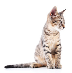 Cute kitten isolated on white