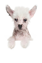 Chinese crested puppy on white banner