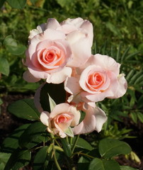 Розовые розы