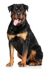 Portrait of a purebred rottweiler