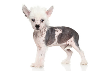 Chinese crested puppy