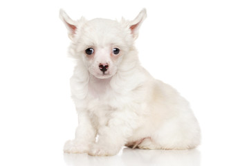 Chinese crested puppy on white background