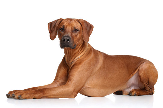 Rhodesian Ridgeback dog breed