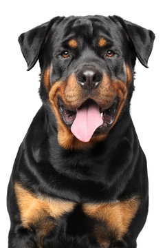 Portrait of a purebred rottweiler