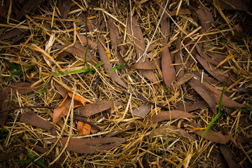 Dry leaves1
