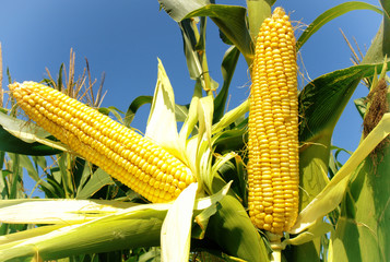 Corn close-up - 79712220