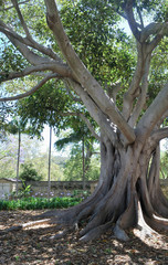 The backyard of Old Misssion, Santa Barbara, California