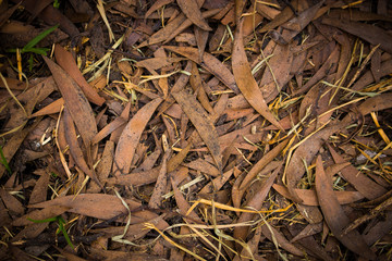 Dry leaves2