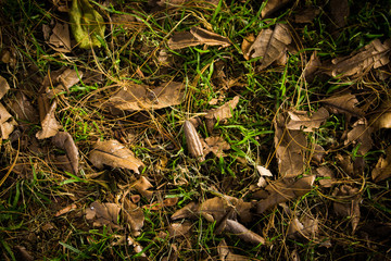 Dry leaves 3