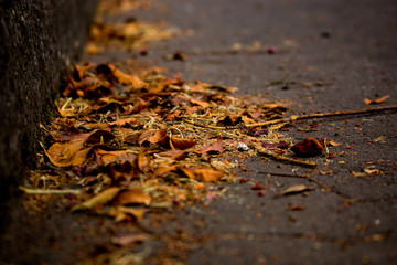 Dry leaves4