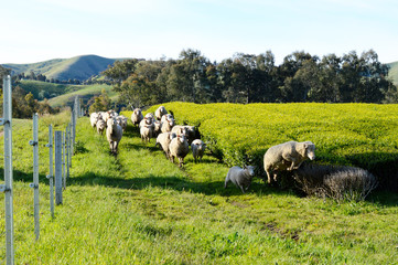 Obraz premium 茶畑