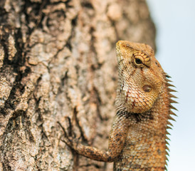 Fototapeta premium Lizard