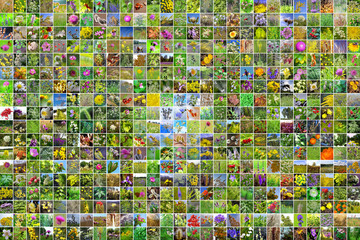 Fototapeta premium Дикорастущие лекарственные растения Сибири. Коллаж