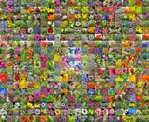 Мозаичный фон из садовых декоративных цветов