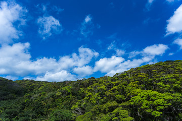 Obraz premium 新緑の山と青空