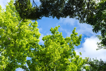 新緑と空