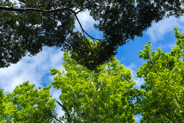 新緑と空