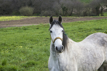 Obraz premium Caballo