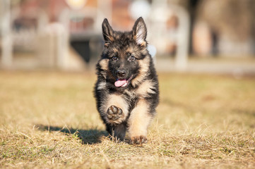 Little german shepherd puppy running in the park