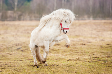 Naklejka na ściany i meble White shetland pony playing on the field