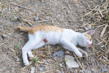 Naklejka na ściany i meble wounded kitten,injured little cat with lesion at the body stay o