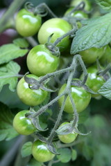 grüne unreife Tomaten