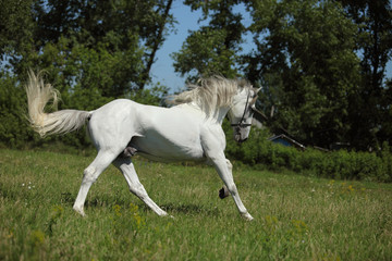 Fototapeta na wymiar Beautiful white horse running