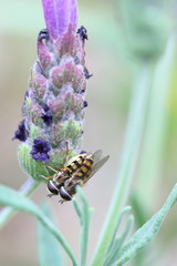 Paarung - Fliegen / Schwebfliegen - Lavendel