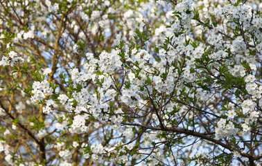 Cherry Tree in bloom