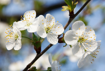 Cherry Blossom