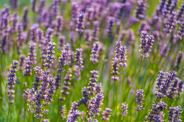 Obraz premium Beautiful colorful vivid natural purple lavender flowers field with grass green stems background image
